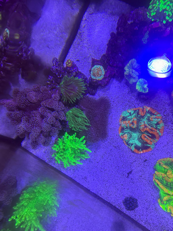 Atlantis corals